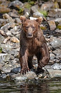 Coastal brown bear on the rock