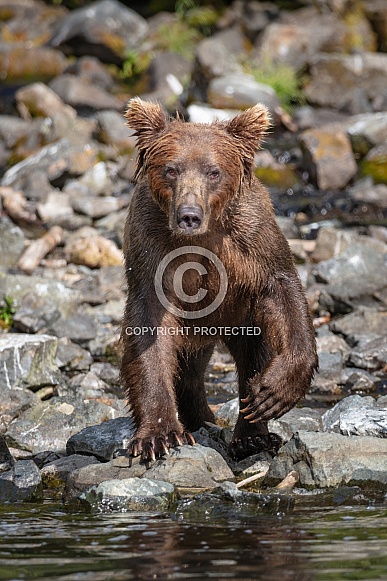 Coastal brown bear on the rock