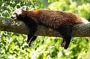 Red Panda Asleep Over A Branch