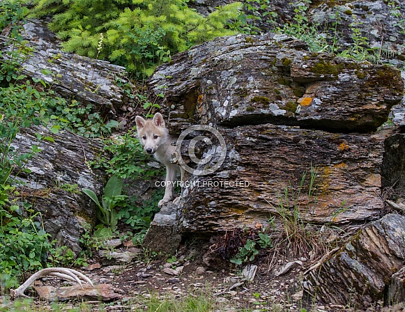A White Wolf Puppy in Montana A White Wolf Puppy in Montana