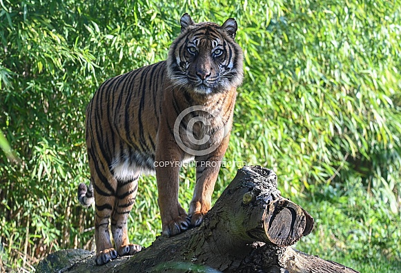 Sumatran Tiger