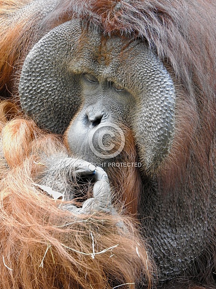 Male Bornean Orangutan