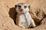 Meerkat in a local zoo looking out of his burrow