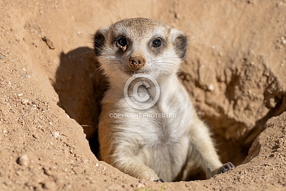 Meerkat in a local zoo looking out of his burrow