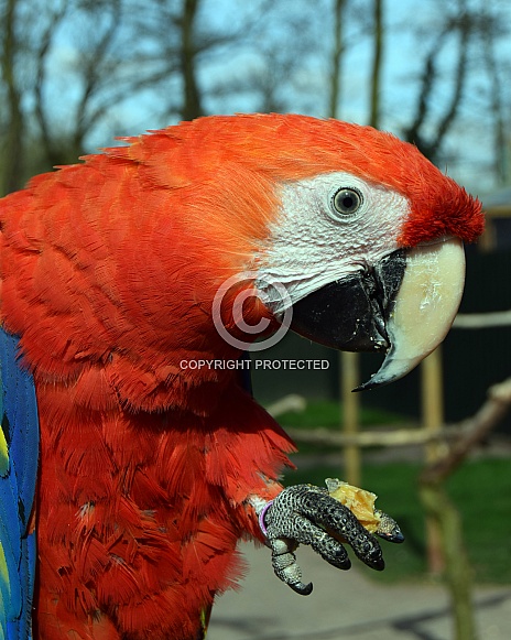 Scarlet macaw Scarlet macaw