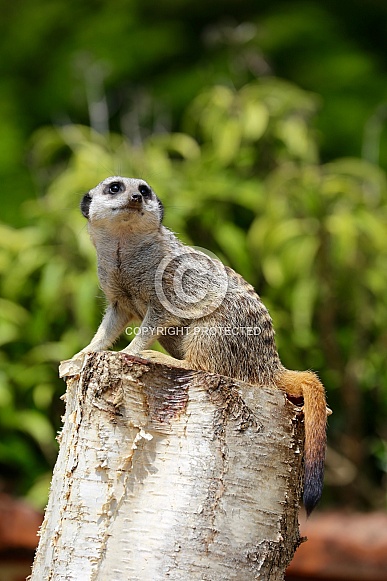Meerkat Meerkat