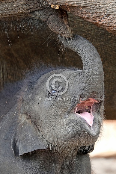 Asian Elephant (Elephas maximus)