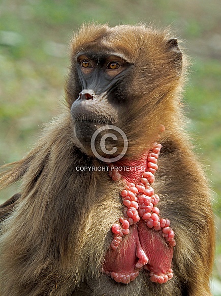 Gelada baboon (Theropithecus gelada)