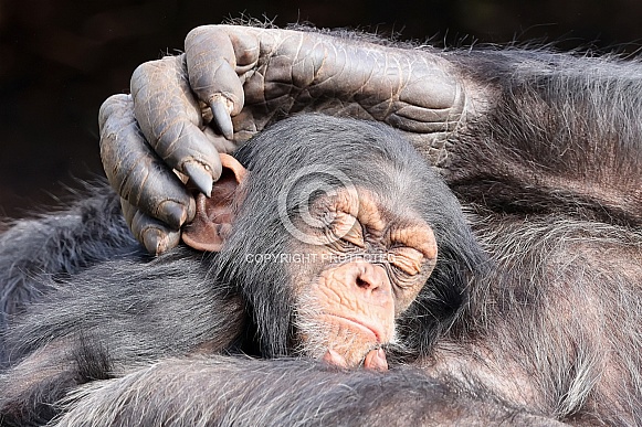 Chimpanzee (Pan troglodytes)