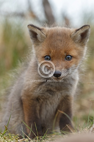 Red fox and cubs Red fox and cubs