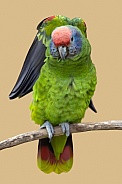 red-tailed amazon parrot (Amazona brasiliensis)