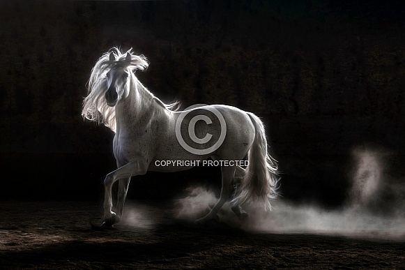 Lusitano Horse--Lusitano in the Light