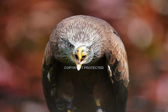 Yellow-Billed Kite