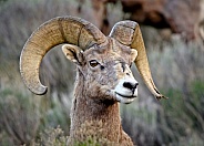 Bighorn Sheep