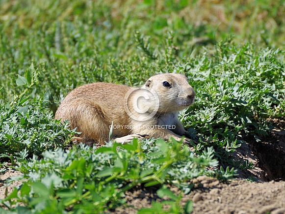 Prairie dog Prairie dog