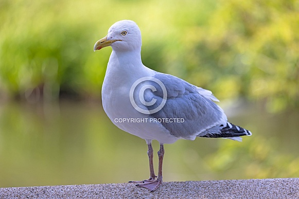 European herring gull (Larus argentatus)