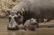 Hippopotamus