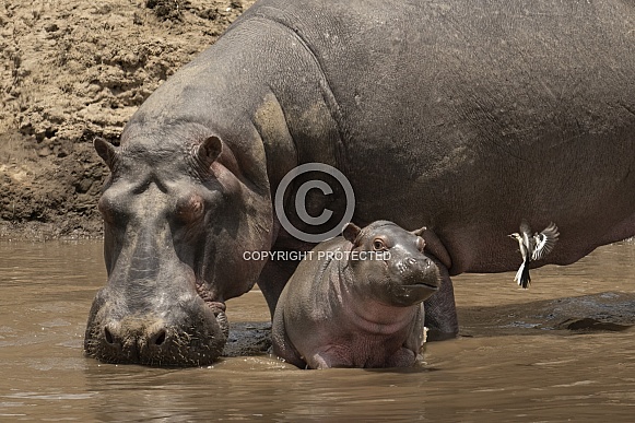 Hippopotamus