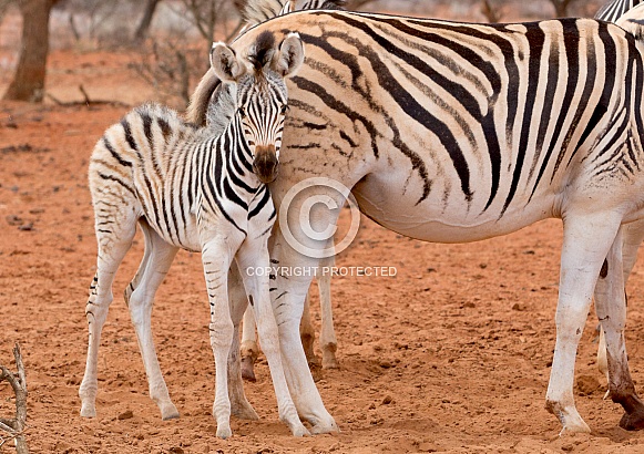 Zebra Kruger RSA