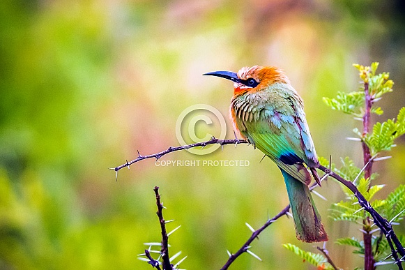 White-Fronted Bee-Eater White-Fronted Bee-Eater