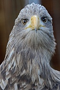 Black chested buzzard eagle