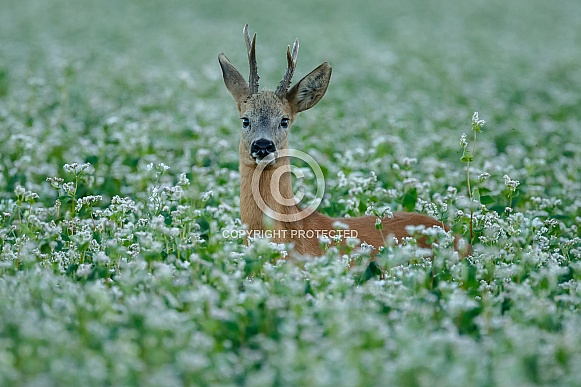The European roe deer