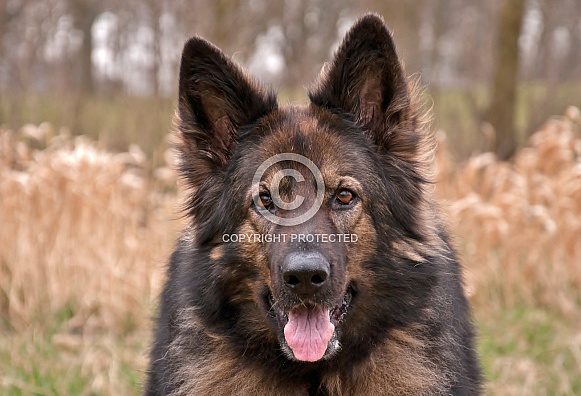 Old German Shepherd Old German Shepherd