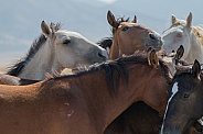 Utah Onaqui wild horses
