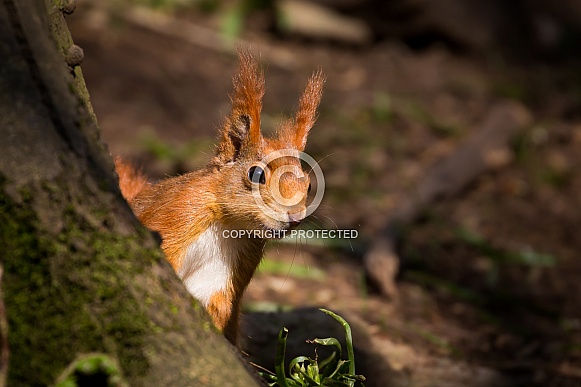 Red Squirrel Red Squirrel