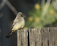 Say's Phoebe in Arizona During Springtime