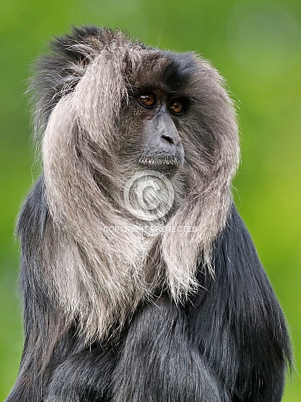 Lion-tailed macaque