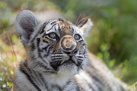 Amur Tiger Cub