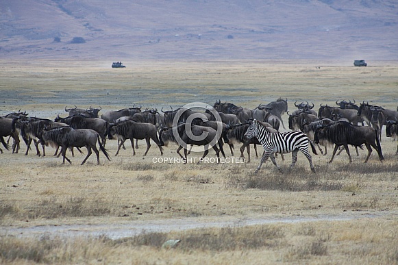wildebeest and zebra