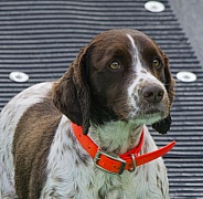 Brittany Spaniel