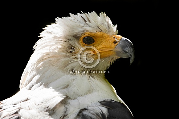 African Fish Eagle Head Shot Close Up