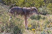 Coyote in the Spring