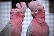 Two Galah Cockatoos Together Head Feathers Up