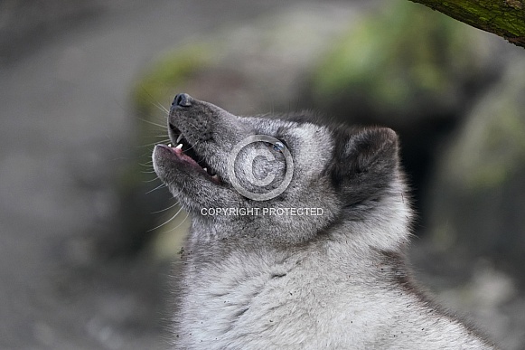 Arctic Fox Arctic Fox