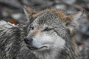 Mexican Wolf