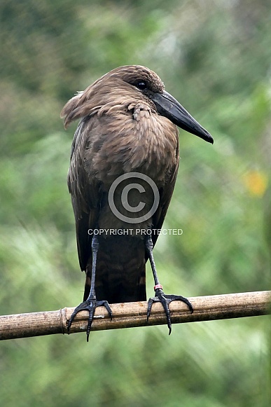 Hamerkop (Hammerhead)