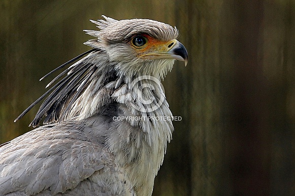 Secretary bird Secretary bird