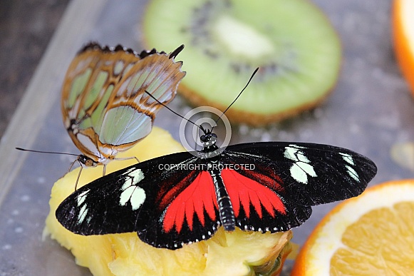 heliconius spec butterfly