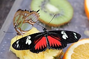 heliconius spec butterfly