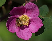 Wild Rose & Bee Closeup in Alaska