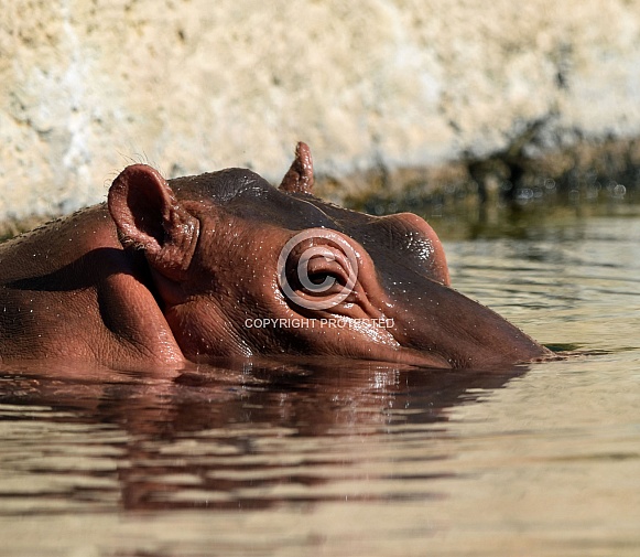 Hippopotamus in the water Hippopotamus in the water