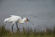 The Eurasian spoonbill