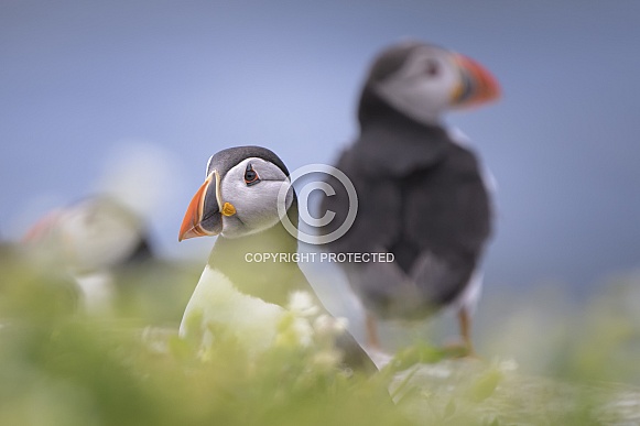 Atlantic Puffin