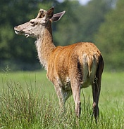 Red Deer