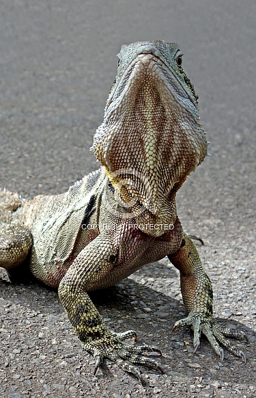 Eastern Bearded Dragon Lizard