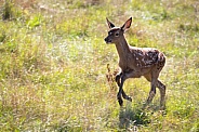 Red deer